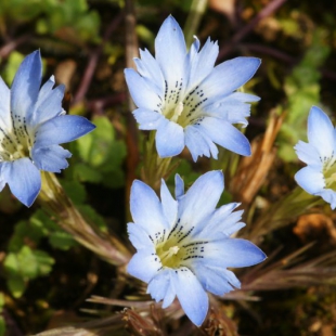 Gentiana haynaldii